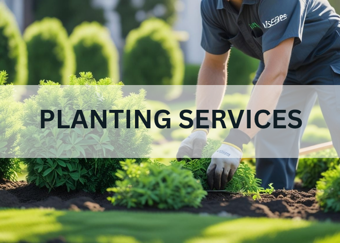 VISCAPEZ PLANTING 1.0 (1)